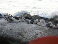 Unser 5-Sterne-Hotel: Dreams La Romana Spa & Resort