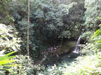 Emerald Pool - Dominica