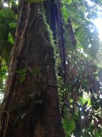 Regenwald auf Dominica