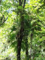 Regenwald auf Dominica