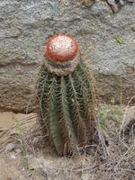 Herrliche Kakteen auf Virgin Gorda