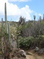 Herrliche Kakteen auf Virgin Gorda