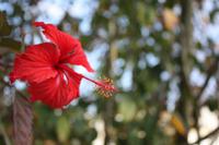 101 roter Hibiskus