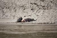 245 rosafarbene Wasserbüffel