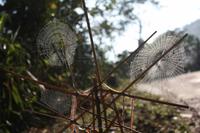 302 Spinnennetz am Wegesrand