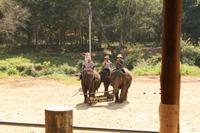 305 im Maetang Elefantencamp