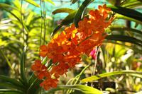 351 auf der Orchideenfarm Sai Nam Phung Orchid