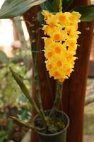 352 auf der Orchideenfarm Sai Nam Phung Orchid