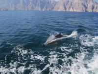 Fahrt mit einer Dhau in der Fjordwelt von Musandam mit Delphinbeobachtung