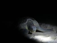 Meeresschildkröte am Strand Ras al Jinz