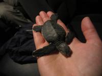 Meeresschildkröte am Strand Ras al Jinz