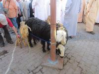 Tiermarkt in Nizwa