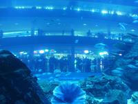 Dubai Mall - Aquarium