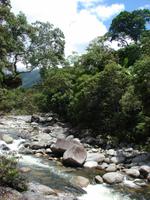 Daintree NP Mossman Gorge (2)