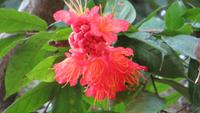0414 Kandy - Im Botanischer Garten -
