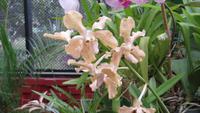 0427 Kandy - Im Botanischer Garten - Orchideenhaus