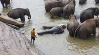0491 Punawela - Elefanten-Waisenhaus Elefanten baden im Fluss