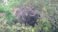 0725 Im Yala-Nationalpark - Elefant