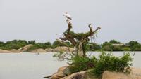 0773 Im Yala-Nationalpark - Pelikan