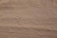 Tiger Fußabdruck im Ranthambore