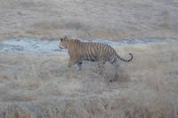Tiger im Ranthambore Nationalpark