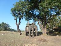 Elefanten in Kanha