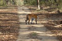 Tiger im Kanha Nationalpark