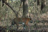 Tiger im Kanha Nationalpark