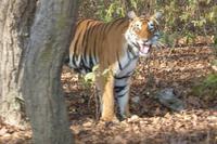 Tiger im Kanha Nationalpark