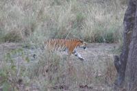 Eberhardt Gäste und der Tiger im Kanha Nationalpark