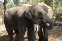 Elefanten in Bandhavgarh