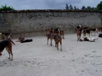 die Hundemeute von Cheverny