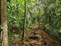 Taman Negara - Dschungeltrekking-Der Weg ist das Ziel