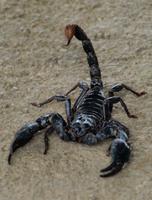 Cameron Highlands - Skorpion in der Schmetterlingsfarm