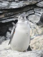 Bewohner des Oceanário