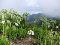 Agapanthus (afrikanische Liebesblume) auf dem Encumeada Pass