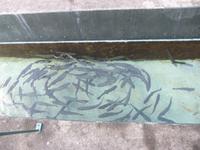 Forellenzucht in Ribeiro Frio