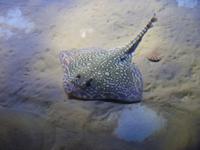 Im Ozeanarium