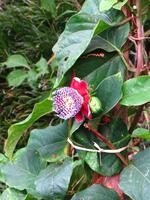 Maracuja-Blüte
