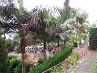 Im Tropischen Garten von Monte