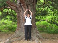 Rothiemurchus Forest