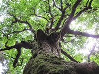 Dunkeld - Hermitage mit schönen Bäumen