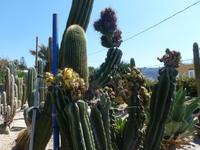 im Kakteenpark