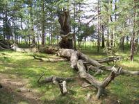 Im Troll-Wald auf Öland