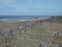 Öland, Nepuns Felder