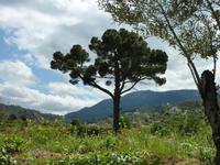 Im Troodosgebirge