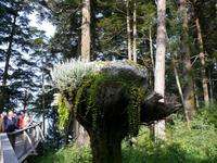 unerwartete Vegetation in den Mendenhall Gärten