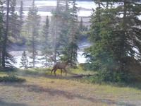 Waipiti Hirschkuh in der Nähe von Jasper
