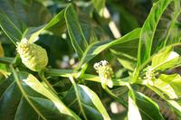 Noni-Baum