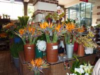 ein Blumenstand in der Markthalle